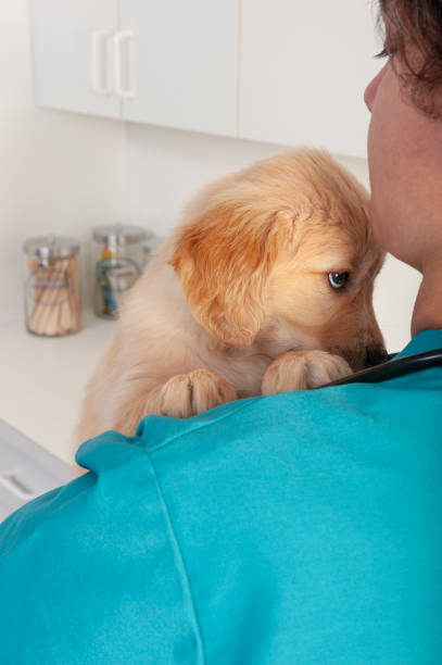 istock A puppy going to the vet for the first time at 7 weeks old 1098366264