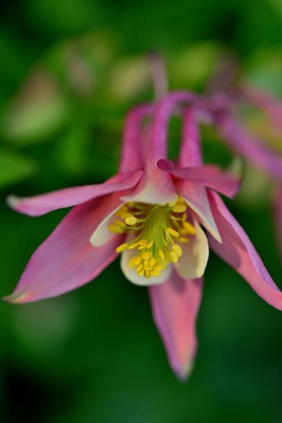 istock Aquilegia / Columbine 1098369186