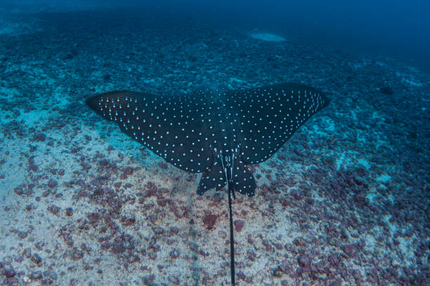 istock Spotted Eagle Ray Swimming Over Seafloor 1098370046
