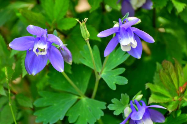 istock Aquilegia / Columbine 1098370096