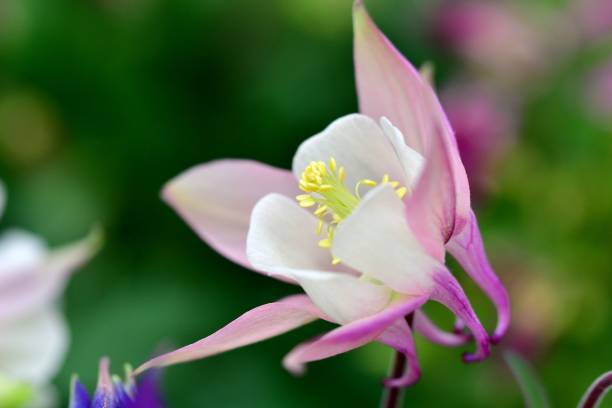 istock Aquilegia / Columbine 1098370396