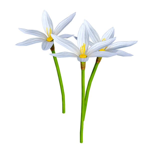 istock 3D illustration Zephyranthes flowers on white 1098373726