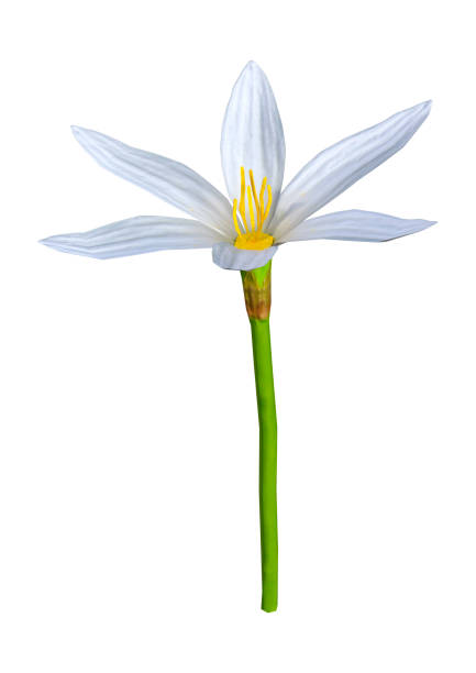 istock 3D illustration Zephyranthes flower on white 1098373772
