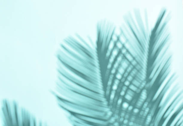 istock shades of palm tree in duotone 1098374656