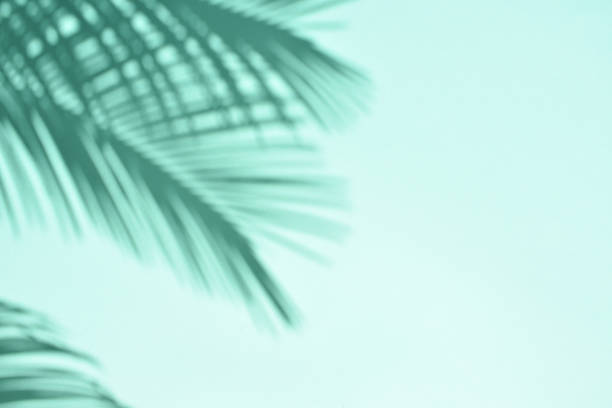 istock shades of palm tree in duotone 1098374682