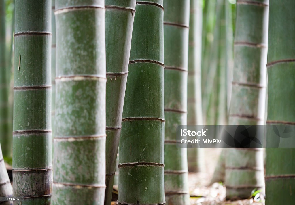 Bamboo forrest in Japan Bottom of bamboo forrest in Japan Asia Stock Photo