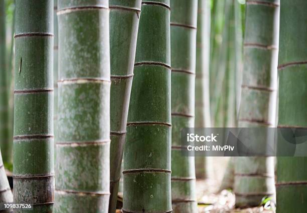 Bamboo Forrest In Japan Stock Photo - Download Image Now - Asia, Autumn, Bamboo - Plant