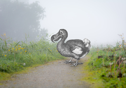 Qué pasa si un extinto dodo cruzó su geología camino grabado de 1887 photo
