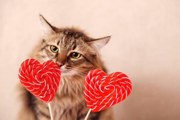 Valentine's day background. Beautiful fluffy cat sniffs a heart-shaped Lollipop on a beige background, close-up