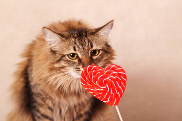istock Valentine's day background. Beautiful fluffy cat sniffs a heart-shaped Lollipop on a beige background, close-up 1098376576