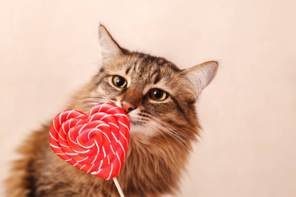istock Valentine's day background. Beautiful fluffy cat sniffs a heart-shaped Lollipop on a beige background, close-up 1098376650