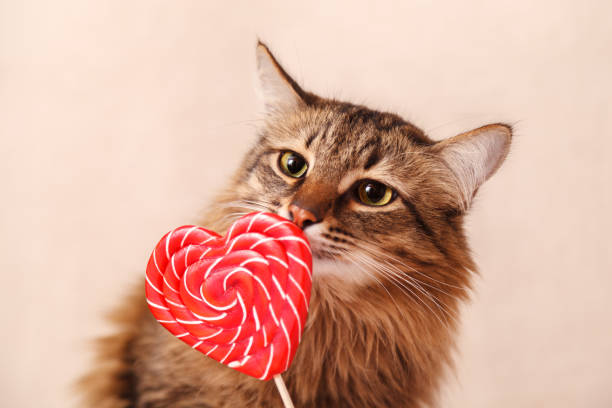 istock Valentine's day background. Beautiful fluffy cat sniffs a heart-shaped Lollipop on a beige background, close-up 1098376748