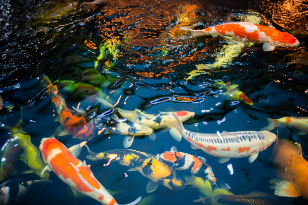 Many koi fish swim in the pond.