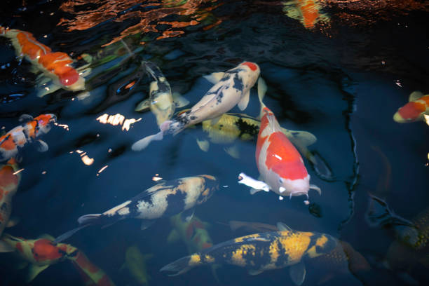 istock Many koi fish swim in the pond. 1098376948