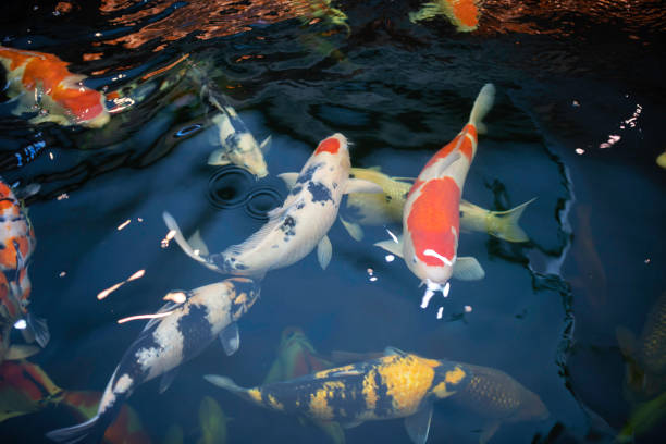 istock Many koi fish swim in the pond. 1098376952