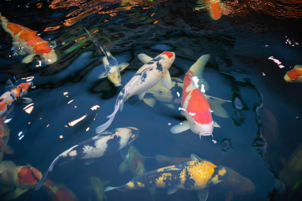 istock Many koi fish swim in the pond. 1098376976