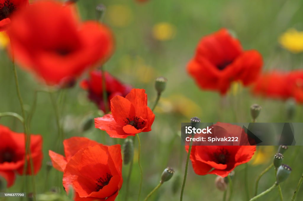 poppy field with flowers and fragrant herbs, landscape poppy field with flowers and fragrant herbs, landscape, picture. Abundance Stock Photo
