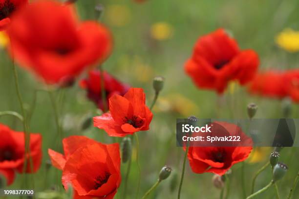 Poppy Field With Flowers And Fragrant Herbs Landscape Stock Photo - Download Image Now