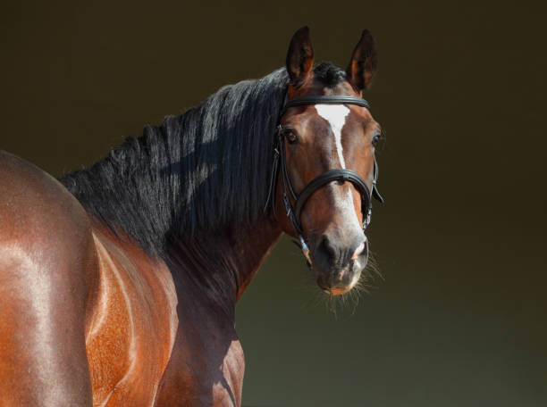 ritratto di cavallo sportivo di razza su sfondo stabile scuro - livestock horse bay animal foto e immagini stock