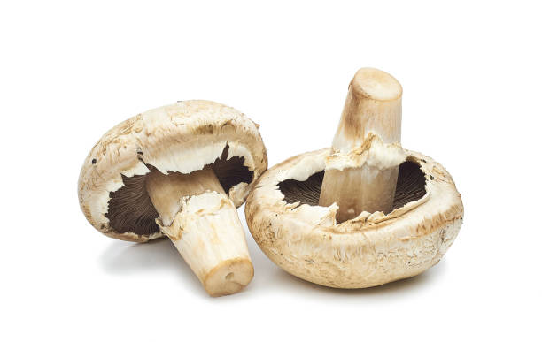 istock Champignon mushrooms artificially grown on a white background 1098381770