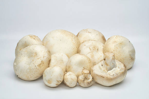 istock Champignon mushrooms artificially grown on a white background 1098381838