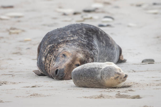 istock A grey seal lies on the beach on Helgoland 1098385812