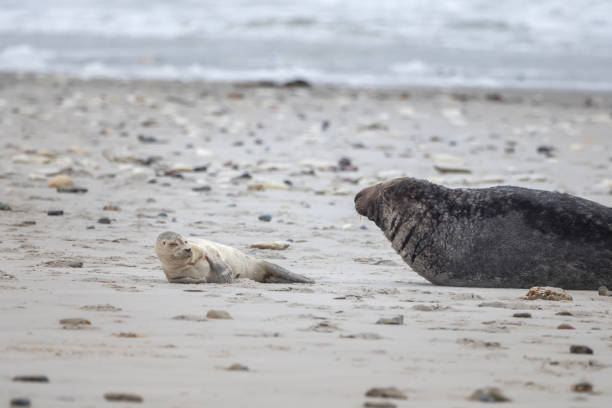 istock A grey seal lies on the beach on Helgoland 1098385838