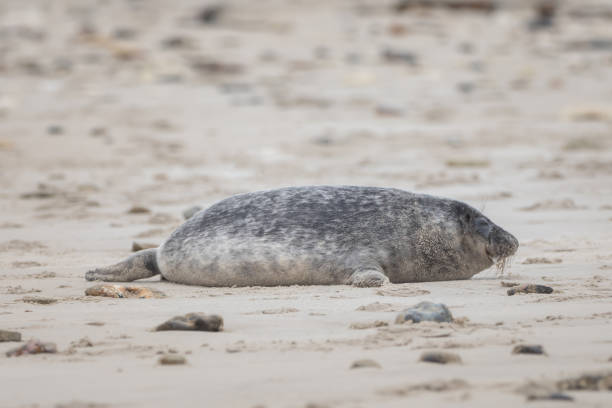 istock A grey seal lies on the beach on Helgoland 1098386400