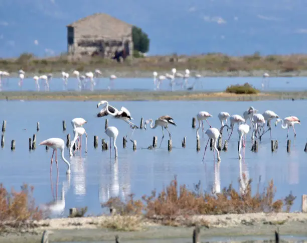 Flamingos at the Alikes salt pans near Lefkimmi, Corfu, Greece