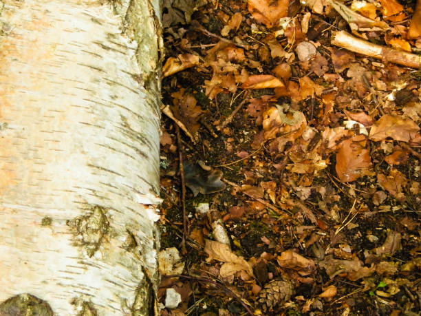istock Forest nature - a cut birch as a nature background 1098389116