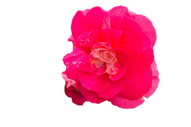 istock rose Bud close-up on white isolated background 1098389256