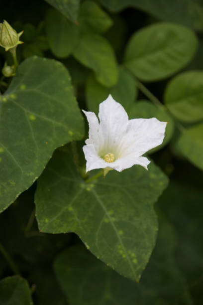 istock Lvy Gourd, Coccinia FLowers 1098389392