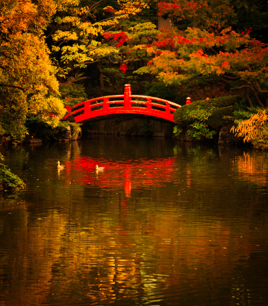 japanese garden red bridge and pond, public park in tokyo