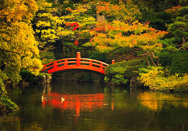 public park in tokyo japanese garden red bridge and pond, public park in tokyo japanese garden stock pictures, royalty-free photos & images