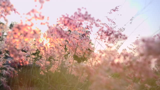 Video of grass field in sunset light slow motion. 4K