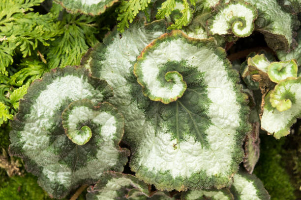 istock Begonia Mendumiae leaves close up 1098391000