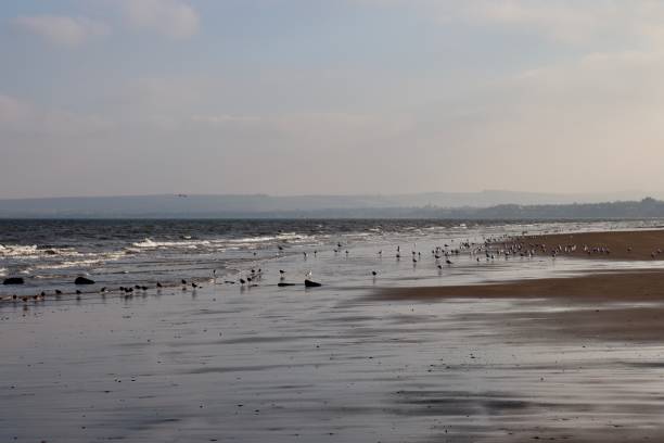 istock Flock of birds 1098391798