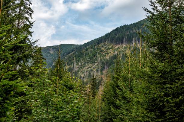 istock Panoramic view mountain scenery in the Czech Republic with green forest on a beautiful cloudy day in springtime. 1098394836