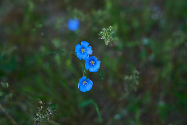 Montana Wildflowers (Explored) stock photo