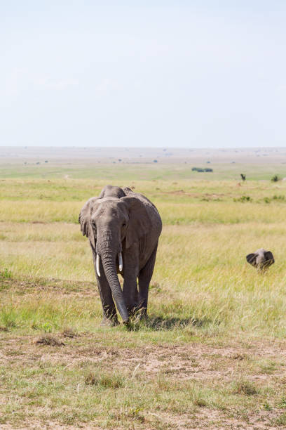 istock Elephant with calf in grassland 1098399788
