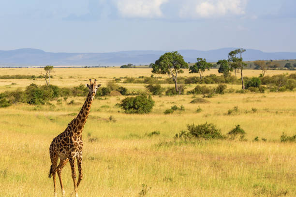 istock Giraffe standing and looking at the savannah 1098399900