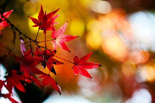 Maple trees in Autumn with golden leaves, Japan, Istockalypse 2010.