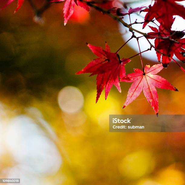 Alberi Di Acero In Autunno - Fotografie stock e altre immagini di Acero - Acero, Acero giapponese, Albero