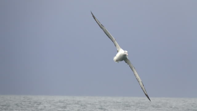 Southern royal albatross flies over Drake Passage off Antarctic Peninsula
