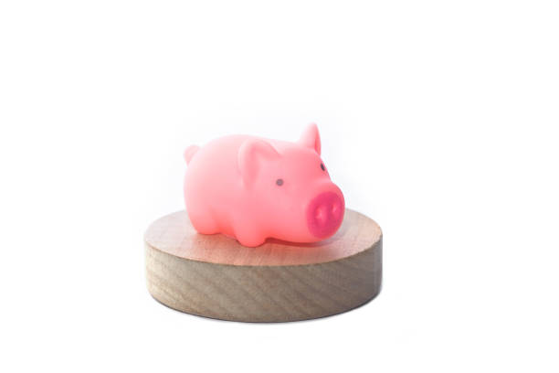 Cute baby piglet laying on bed