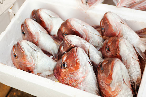 visualizzazione delle teste di tokyo tsukiji fish market - fish catch of fish seafood red snapper foto e immagini stock