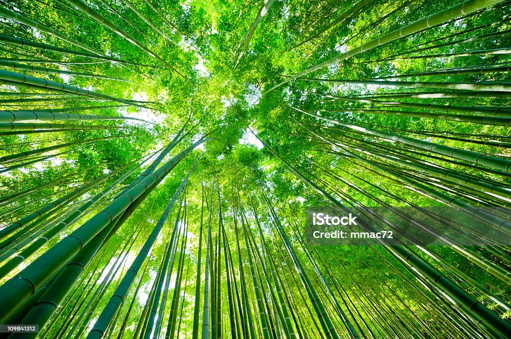 Бамбуковый лес - Стоковые фото Бамбук роялти-фри