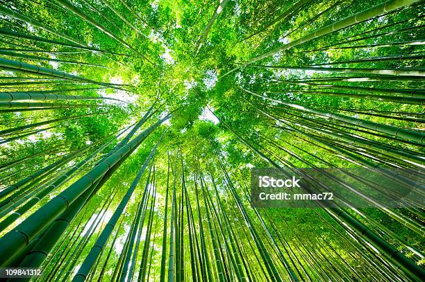 Бамбуковый Лес — стоковые фотографии и другие картинки Бамбук - Бамбук, Куст, Азия