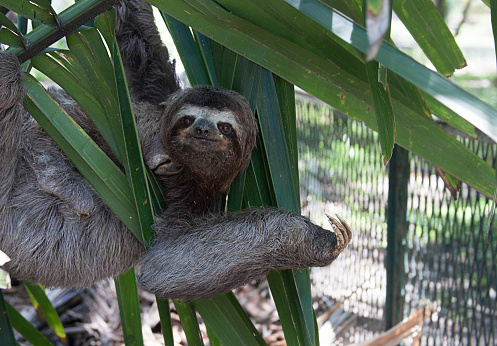 Sloth climbing a tree in Caracas Venezuela