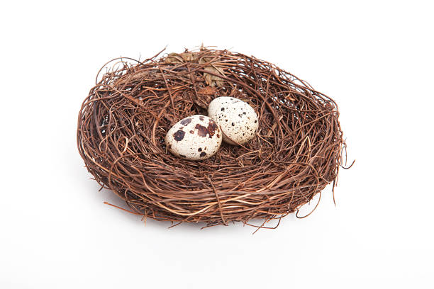 istock Quail eggs in bird nest isolated on white background. 1098417676